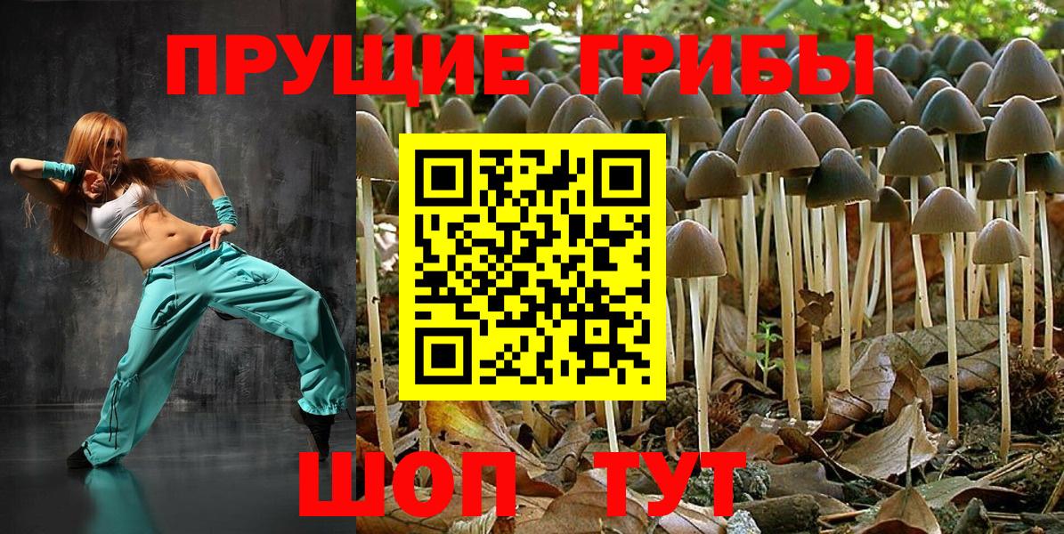 Псилоцибиновые грибы Psilocybine cubensis Избербаш